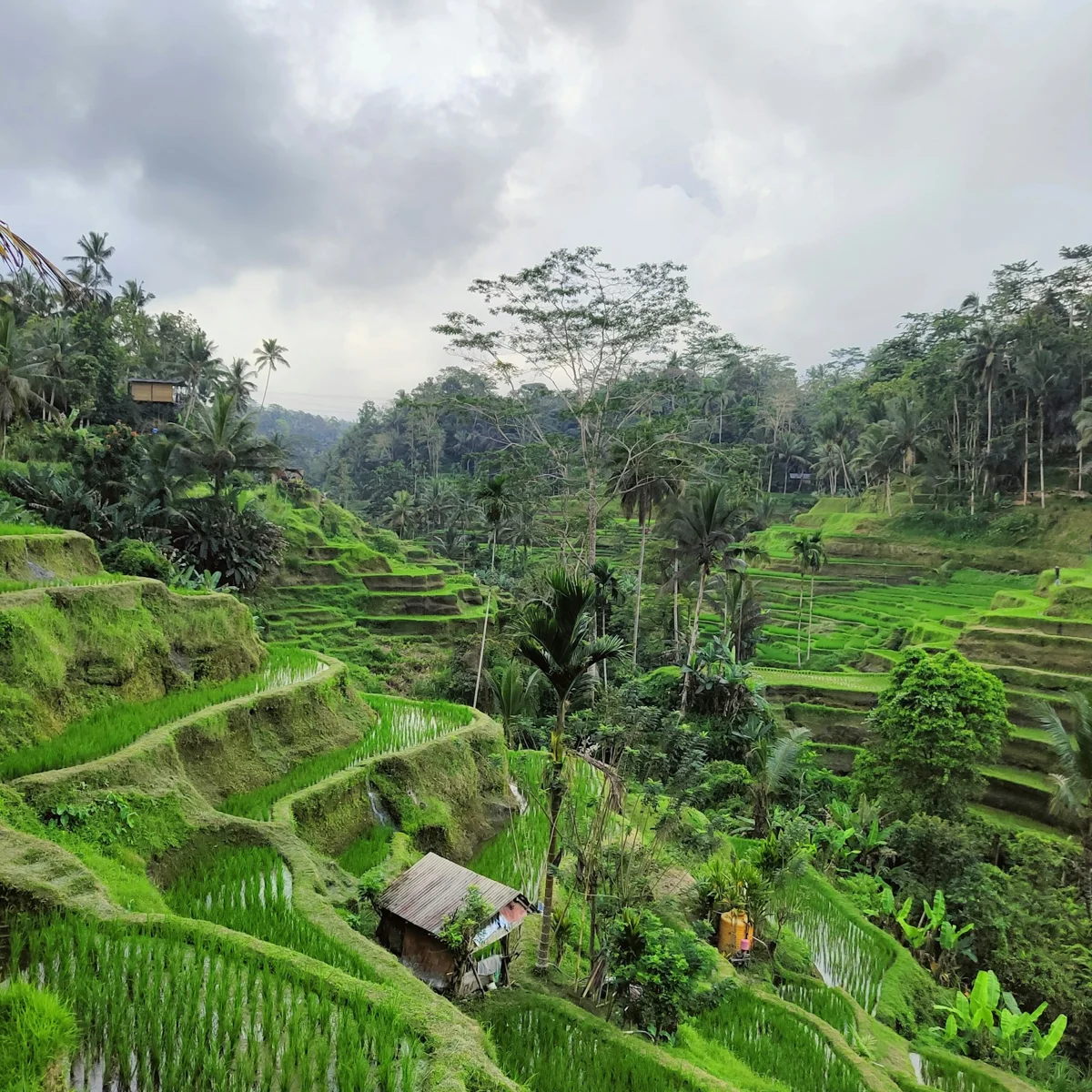 A small hut among green rice terraces in Ubud, Bali